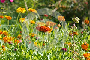 Pot marigold (Calendula officinalis) fiel