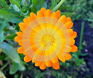 Pot Marigold (Calendula officinalis) flower blossom. Ringelblume in german.