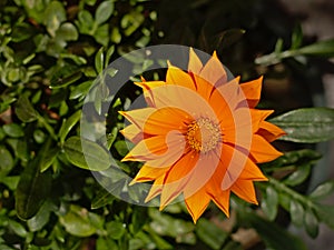 Pot marigold  flower, close-up, overhead view - Calendua officinalis
