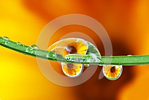 Pot marigold flower mirroring inside dew drops