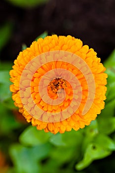 Pot Marigold (lat. Calendula officinalis) photo