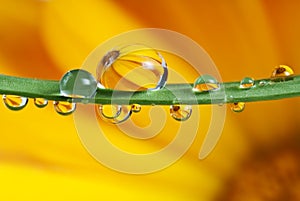 Pot marigold mirroring inside dew drops