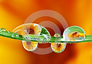 Pot marigold reflecting inside water drops