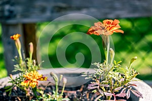 Pot of marigolds