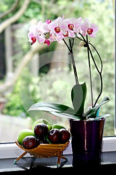 Maceta de menor orquídea 
