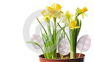 Pot with narcissus flowers, daffodils close up decorated with easter eggs, isolated