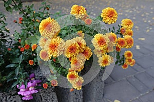 Pot with orange and yellow flowers of Chrysanthemums