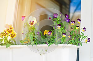 A pot of pansy flowers stands on the window, beautiful spring and summer flowers for home, garden, balcony or lawn, natural wallpa