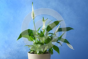 Pot with peace lily on blue background