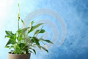 Pot with peace lily on color background