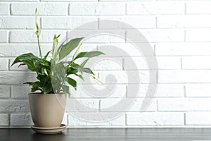 Pot with peace lily on table against brick wall.