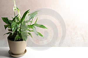 Pot with peace lily on table against wall. Space for text