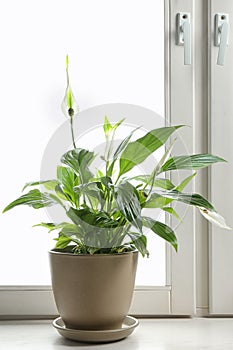 Pot with peace lily on windowsill.