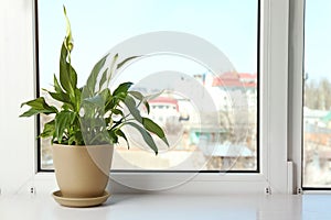 Pot with peace lily on windowsill. House plant