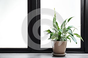 Pot with peace lily on windowsill. House plant