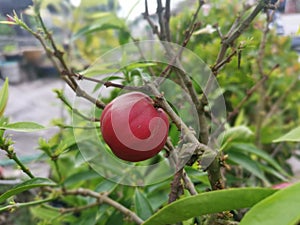 pot of the phaleria macrocarpa fruit houseplant