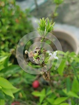 pot of the phaleria macrocarpa fruit houseplant