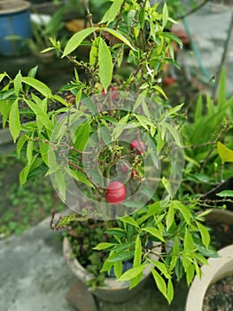 pot of the phaleria macrocarpa fruit houseplant