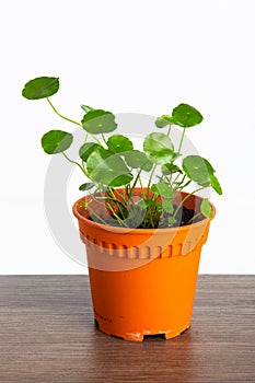 A pot of Pilea Peperomioides Plant