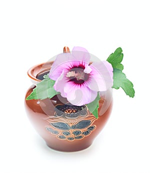 Pot with pink flower