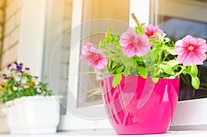 A pot of pink petunias stands on the window, beautiful spring and summer flowers for home, garden, balcony or lawn, natural