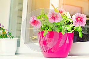 A pot of pink petunias stands on the window, beautiful spring and summer flowers for home, garden, balcony or lawn, natural wallpa