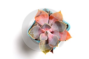 pot of pink succulent plant on a white background