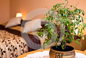 Pot plant in a bedroom