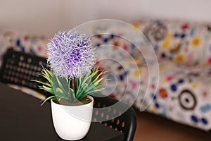 pot plant flower on the table in on white living room interior background