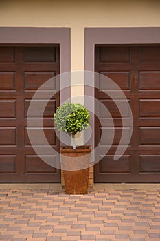 Pot plant inbetween two garage doors