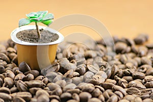 Pot with plant made with capsule coffee