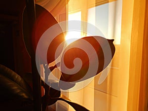 A pot plant standing near the window in the sunset rays