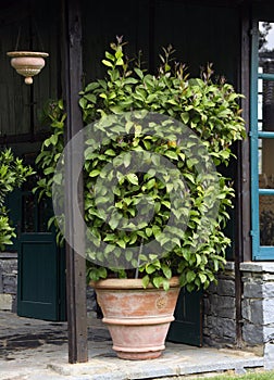 Pot plant on terrace photo