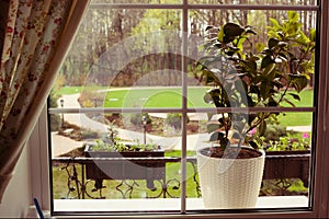 Pot plant on window sill with summer park view