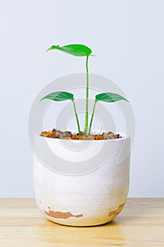 Pot plant with a wooden table. Empty white wall in room interior. Copy space