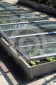 Pot planting in glass bed