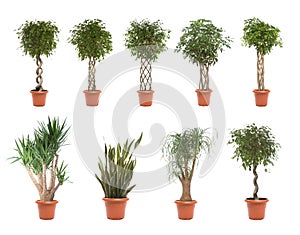 Pot plants photo