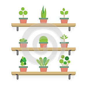 Pot Plants Gardening Concept