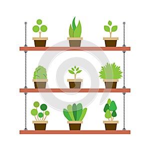 Pot Plants Gardening Concept