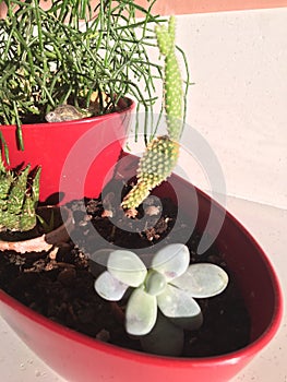 Pot of plants with halophyte and a cactus