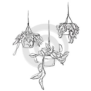 Pot plants set, flowers in pots drawn black line on a white background.