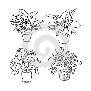 Pot plants set, vector illustration flowers in pots drawn black line on a white background, hand-drawn design elements.