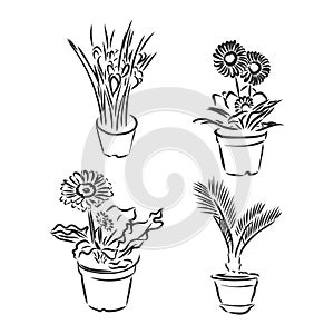 Pot plants set, vector illustration flowers in pots drawn black line on a white background, hand-drawn design elements.