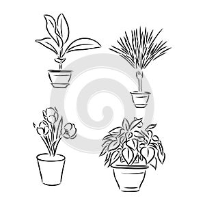 Pot plants set, vector illustration flowers in pots drawn black line on a white background, hand-drawn design elements.