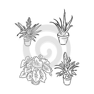 Pot plants set, vector illustration flowers in pots drawn black line on a white background, hand-drawn design elements.