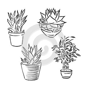 Pot plants set, vector illustration flowers in pots drawn black line on a white background, hand-drawn design elements.