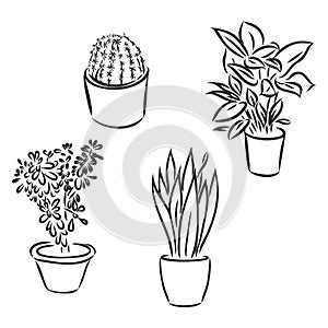 Pot plants set, vector illustration flowers in pots drawn black line on a white background, hand-drawn design elements.