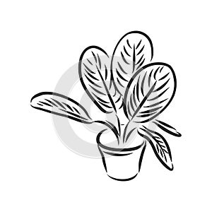 Pot plants set, vector illustration flowers in pots drawn black line on a white background, hand-drawn design elements.