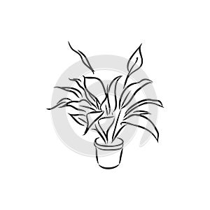 Pot plants set, vector illustration flowers in pots drawn black line on a white background, hand-drawn design elements.