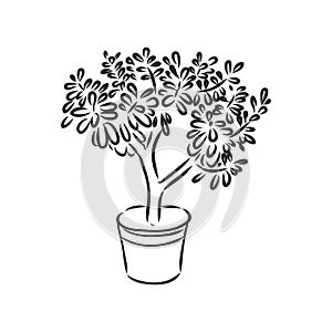 Pot plants set, vector illustration flowers in pots drawn black line on a white background, hand-drawn design elements.